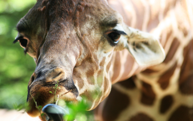 A student original image of a giraffe.