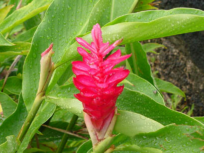 Samoan ginger bud, shyly peeping out of its shell, sits quietly atop a bed of greens. At a distance, a fly drinks in the nourishment it offers and a rugged boulder watches over the bud protectively and with care to make sure that such beauty is preserved for man to appreciate.